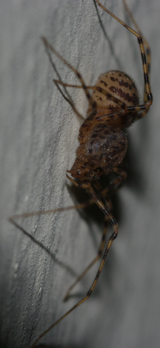 Scytodes thoracica